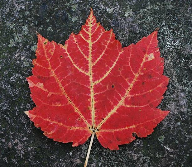 A red maple leaf.
